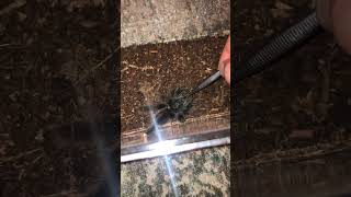 Pink Toe tarantula live feeding spider tarantula [upl. by Julita]