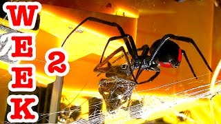 Redback Vs Wolf Spider Deadly Spiders Make Great Pets [upl. by Sherilyn]