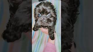 Shihpoo male puppy shihpoo puppy [upl. by Rosenstein]