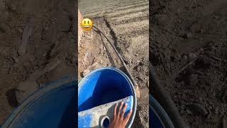 kheti badi video creator ।। agriculture organickheti farming lahsunkikheti agriculturefarming [upl. by Zealand]