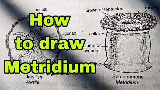 How to draw Metridiummetridiumdiagrammetridiumdrawingbiology [upl. by Aicilec]