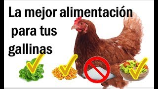 como alimentar gallinas ponedoras en casa y que esten muy felices [upl. by Jones]