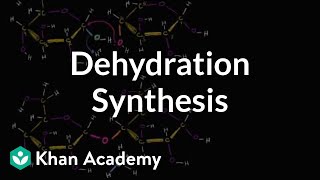 Dehydration synthesis or a condensation reaction  Biology  Khan Academy [upl. by Weisman]