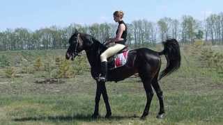 a horse dancing bachata [upl. by Pippa]