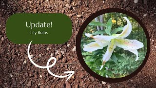 Update Lily Bulbs [upl. by Yrek]