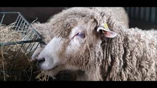 Leicester Longwool Sheep  English Rare Breed Sheep [upl. by Schulman]