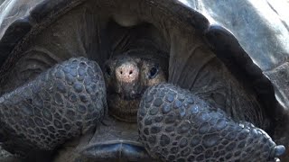 Giant tortoise thought to be extinct discovered in Galapagos [upl. by Acinom]