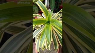 Dracaena Care Tips to Grow Healthy Plants [upl. by Itnahs]