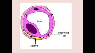 Histology Bone marrow amphematopoiesis [upl. by Acirtap]