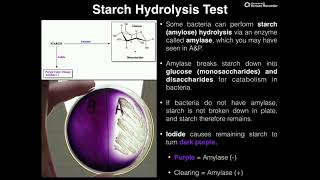 Microbiology Lab  Starch Hydrolysis Test via Amylase [upl. by Naut]