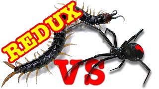 Redback Spider Vs Giant Centipede Redux EDUCATIONAL VIDEO [upl. by Adrea97]