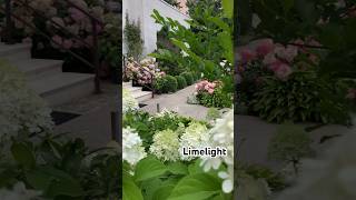 limelight hortensia hydrangea hydrangeaflower садгортензий гортензия flower сад paniculata [upl. by Yates]