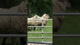 🐕Dogs Herding 🐑 Sheep How Do They Do It 🤔 [upl. by Boutis]