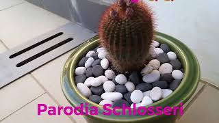 All about Parodia Schlosseri [upl. by Ettenirt]