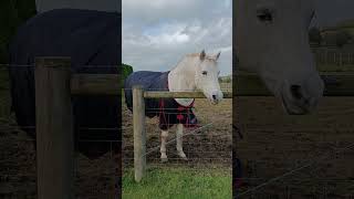 Huge Horses at Milford Northern Ireland horse horses [upl. by Cutcliffe886]