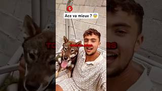 ACE LE CHIEN D’INOXTAG VA MIEUX  😨 Trop heureux  shorts inoxtag ace chien tiktok [upl. by Olpe]