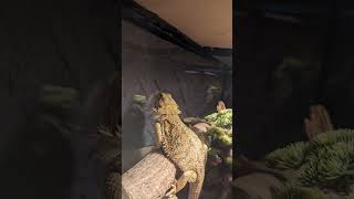 Does anyone know what breed of bearded dragon this is reptilearmy [upl. by Ocsecnarf]