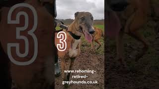 Here are 5 new Greyhounds who are looking for their forever home greyhounds [upl. by Aimej]