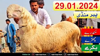 Mandi 2024  Pakistan bakra mandi بڑی منڈی [upl. by Vola]