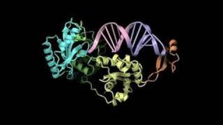 Mechanism of templateindependent CCA addition by CCAadding enzyme [upl. by Kahlil414]