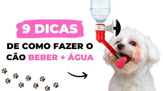 9 DICAS DE COMO FAZER O CACHORRO BEBER MAIS ÁGUA [upl. by Elspet]