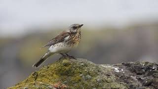 Fieldfare  The Isle of May  Fife  30092024 [upl. by Iatnahs]