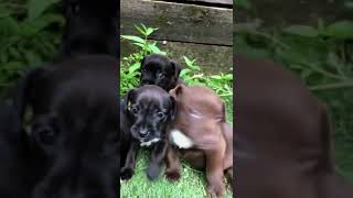 Patterdale Puppies From Alfie Pt 2 puppy patterdaleterrier premierpups puppytraining [upl. by Stefanac]