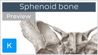 Sphenoid bone Isolated views Landmarks Functions preview  Human Anatomy  Kenhub [upl. by Yukio]