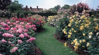 ¿Cómo cultivar rosales en tu jardín [upl. by Anuahs643]