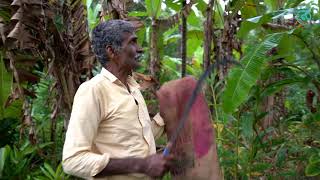 Dryland Farming  Regenerative Agriculture and Sustainable Multi layer Farming of AH Mahesh Gubbi [upl. by Auqinat]