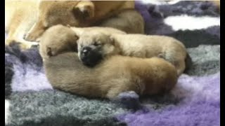 Shiba Inu puppies 11 days old  Nursery at Huskesterra Kennel of shibainu 20241105 [upl. by Anaerol809]