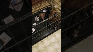 Puppy luv puppy life babys americanpitbullterrier playtime action active [upl. by Mcgregor116]