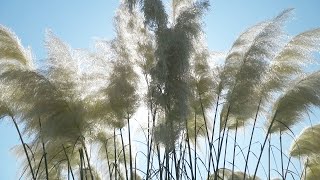 Cortaderia  Lijepi cvijet iz Čađavice [upl. by Cthrine]