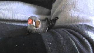 My pet zebra finch nesting on my arm [upl. by Nelyahs5]