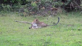 Rare Sighting 8MonthOld Leopard Relaxing in Wilpattu National Park Sri Lanka leopard wildlife [upl. by Ahsap826]