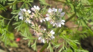 Coriandrum sativum  Fam Apiaceae  Coriander  Heterophylly  Stylopodium  Epigynous flower [upl. by Vidovic]