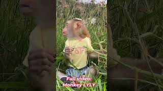 Monkey Lyly plays in the field shorts monkey youtubeshorts viralshort cutefunny [upl. by Aihtenak563]