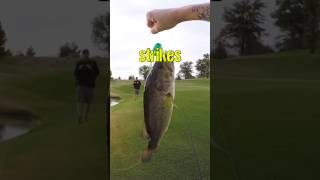 Bass Can’t Resist these Baits [upl. by Genaro]