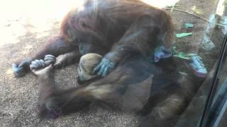 Orangutan love [upl. by Nana]