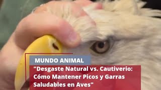 Desgaste Natural vs Cautiverio Cómo Mantener Picos y Garras Saludables en Aves águila [upl. by Peirce]