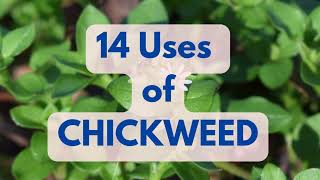 14 USES OF CHICKWEED  including Skin Health amp Weightloss DR SEBI APPROVED [upl. by Vesta]