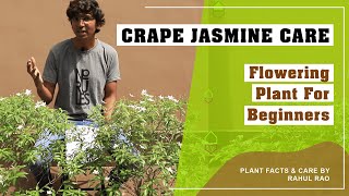 CrapeCrepe Jasmine plant care in Hindi  Plant for beginners  Pinwheel flower [upl. by Nakasuji]