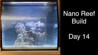 Nano Reef Tank Build Day 14 Algae Appears Fluval Flex 15g System Setup Saltwater Coral Aquarium [upl. by Anirahtak]