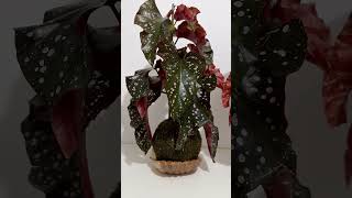 Begonia Maculata plants garden green begonia [upl. by Esyli]