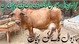 Top sahiwal cattlehow to recognise sahiwal cowsahiwalsahiwal gaye ki pehchanpakistani milk breed [upl. by Uri137]