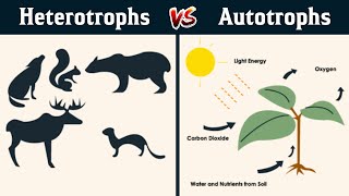 Autotrophs and heterotrophs in Hindi [upl. by Simon]