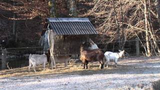 Mlade koze in kozlički na kmetiji Rožič [upl. by Akeme]