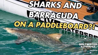 Catching a SHARK on a LIVE PADDLEBOARD  Saltwater Experience [upl. by Hsirehc295]