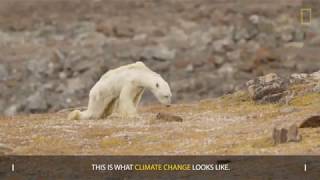 Heart Wrenching Video Shows Starving Polar Bear on Iceless Land [upl. by Allain106]