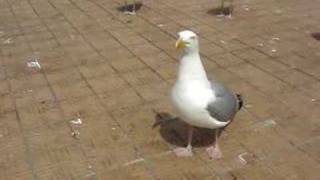 Confused Gull [upl. by Tess283]